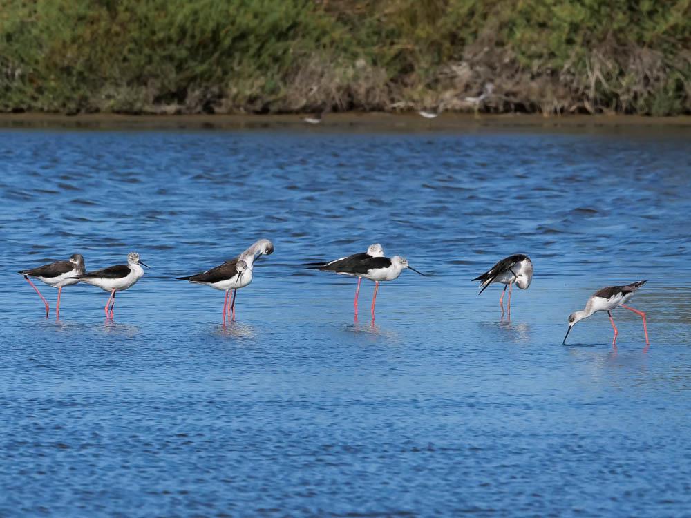 Echasse blanche Himantopus himantopus (Linnaeus, 1758)