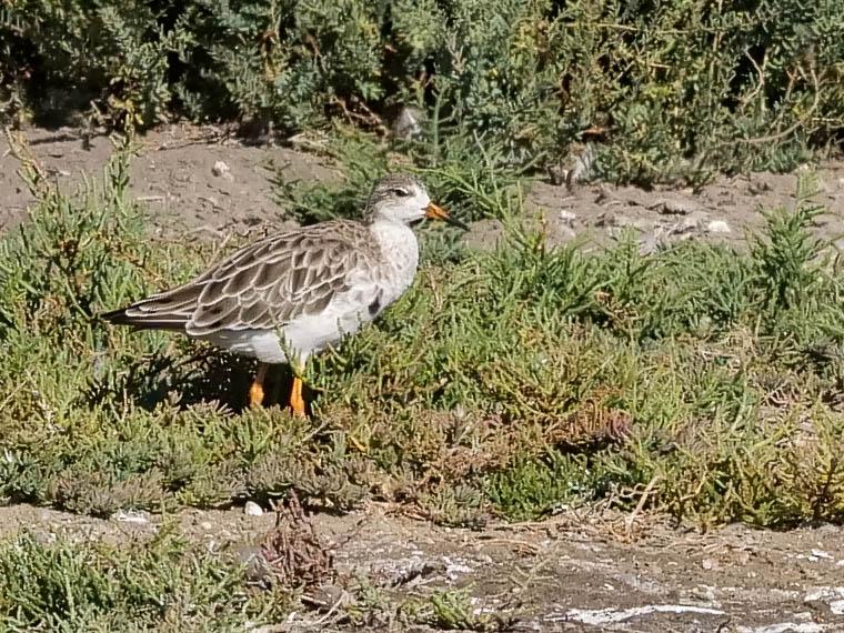 Chevalier combattant, Combattant varié Calidris pugnax (Linnaeus, 1758)