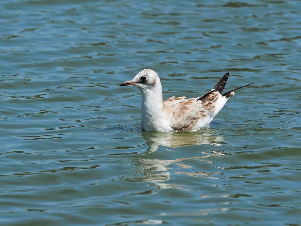 Mouette rieuse Chroicocephalus ridibundus (Linnaeus, 1766)