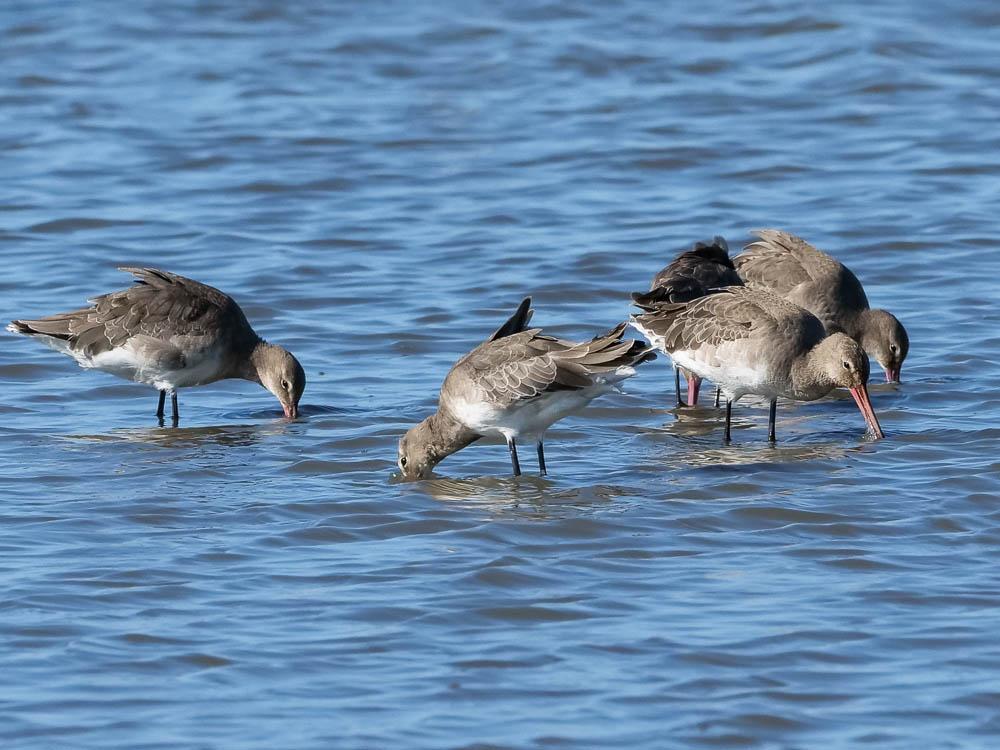 Barge à queue noire Limosa limosa (Linnaeus, 1758)