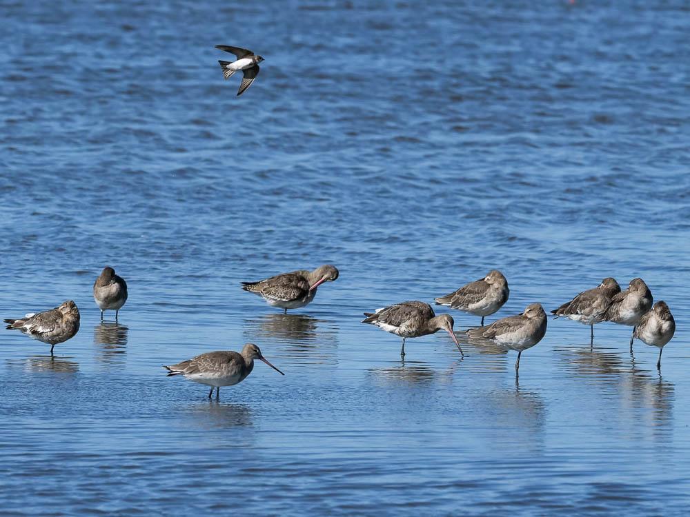 Barge à queue noire Limosa limosa (Linnaeus, 1758)