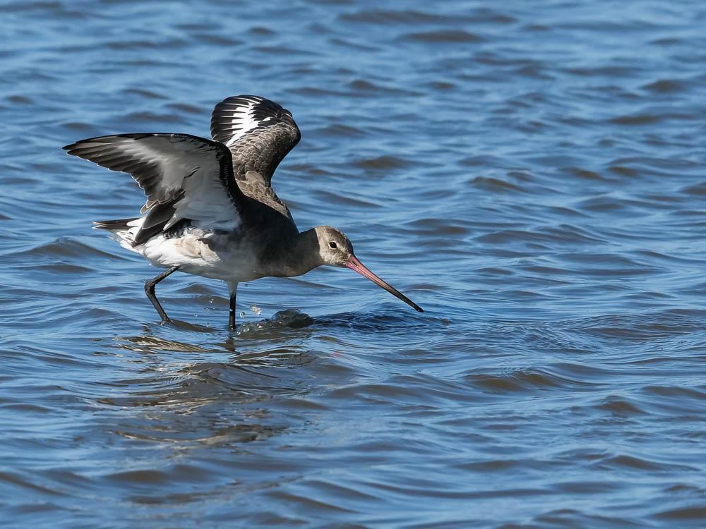 Barge à queue noire Limosa limosa (Linnaeus, 1758)