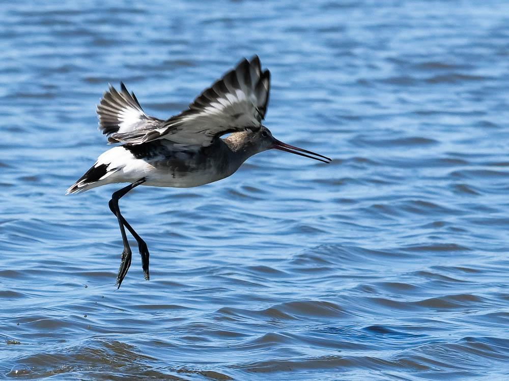 Barge à queue noire Limosa limosa (Linnaeus, 1758)