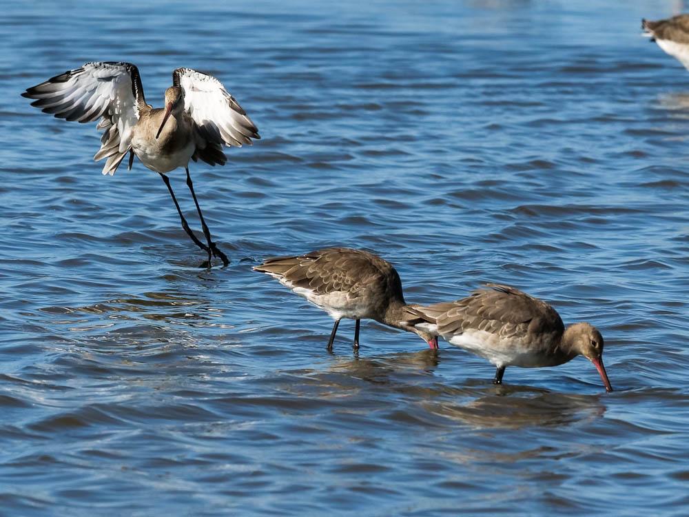 Barge à queue noire Limosa limosa (Linnaeus, 1758)