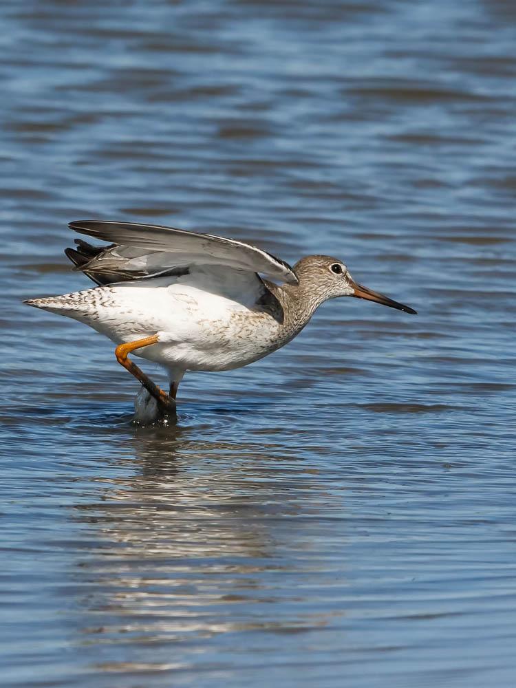 Chevalier gambette Tringa totanus (Linnaeus, 1758)