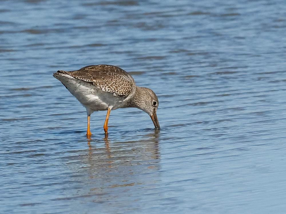 Chevalier gambette Tringa totanus (Linnaeus, 1758)