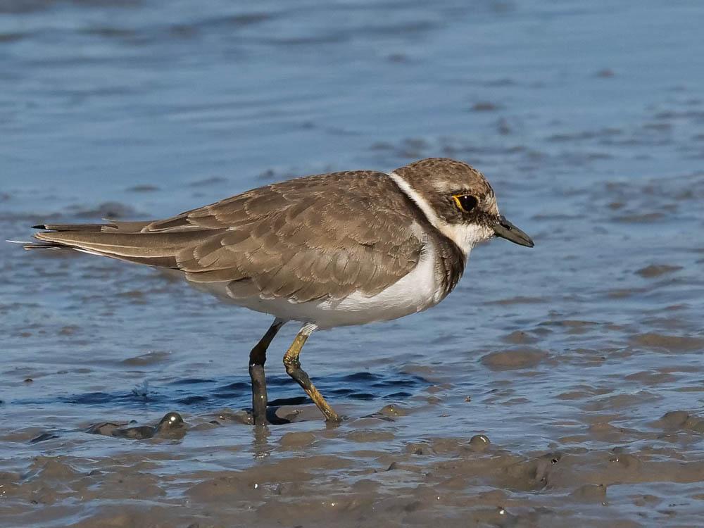 Petit Gravelot Charadrius dubius Scopoli, 1786