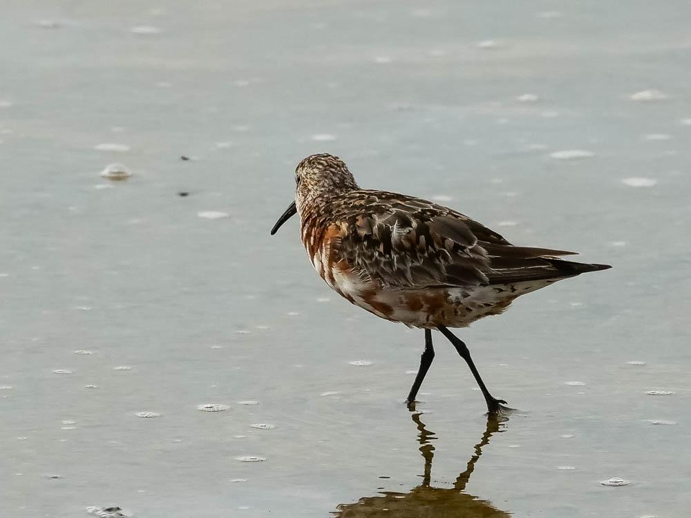 Bécasseau cocorli Calidris ferruginea (Pontoppidan, 1763)
