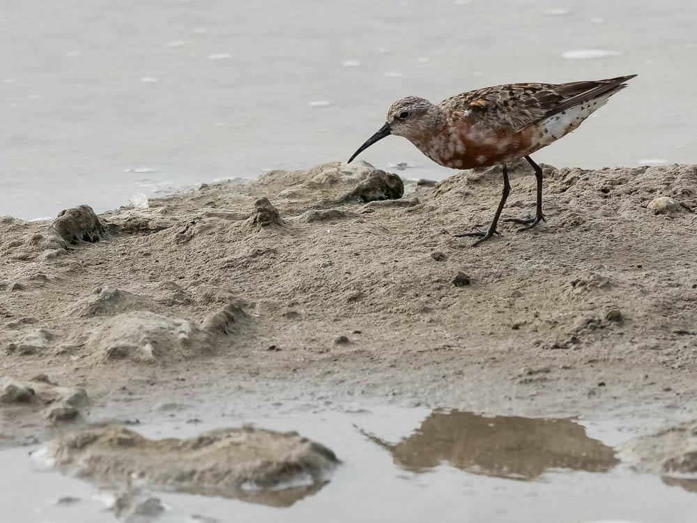 Bécasseau cocorli Calidris ferruginea (Pontoppidan, 1763)