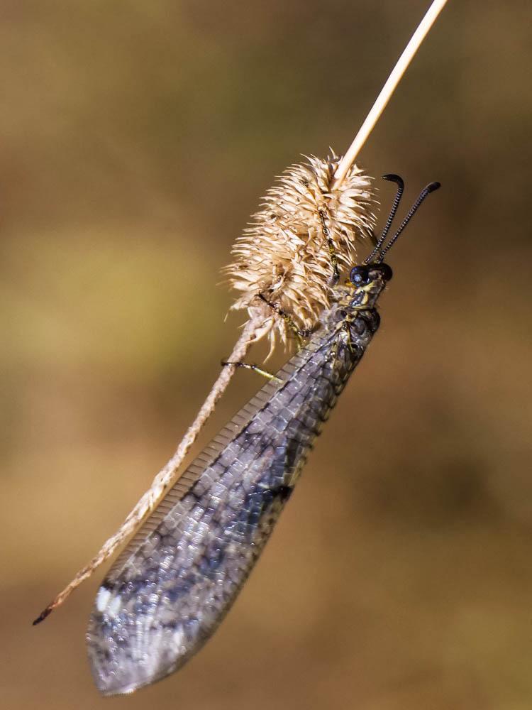  Myrmeleontidae Latreille, 1802