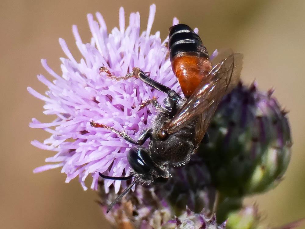 Crabronidae Latreille, 1802