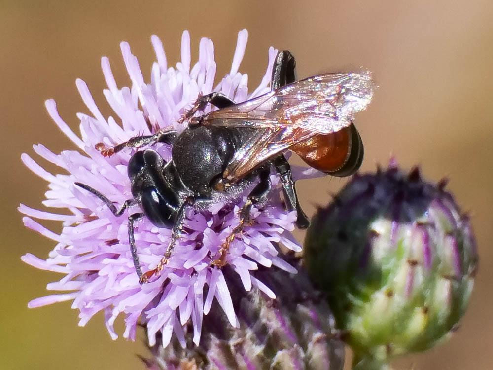 Crabronidae Latreille, 1802