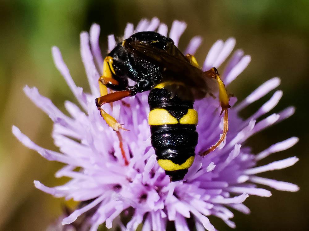 Cerceris rybyensis (Linnaeus, 1771)