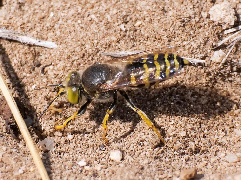 Bembix rostrata (Linnaeus, 1758)