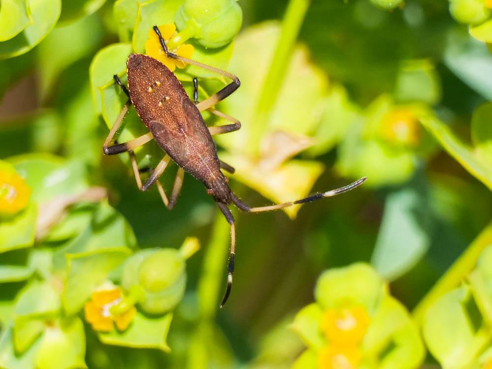 Dicranocephalus agilis (Scopoli, 1763)