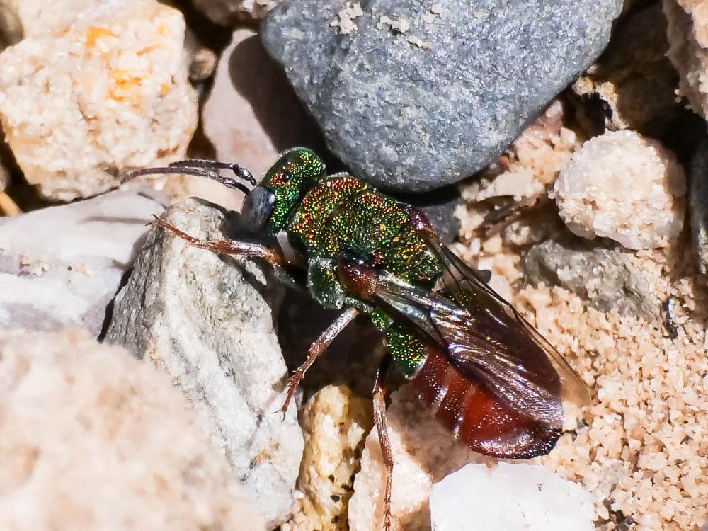  Parnopes grandior (Pallas, 1771)