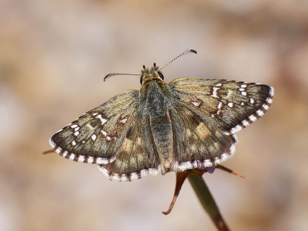 Hespérie des Hélianthèmes (L'), Hespérie de Foulqu Pyrgus foulquieri (Oberthür, 1910)
