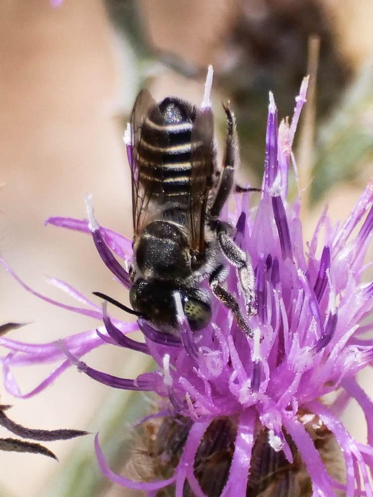  Megachile apicalis Spinola, 1808