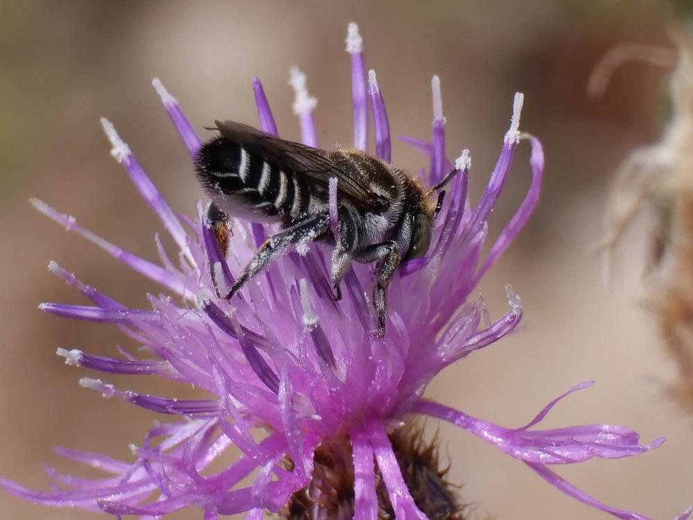 Megachile apicalis Spinola, 1808