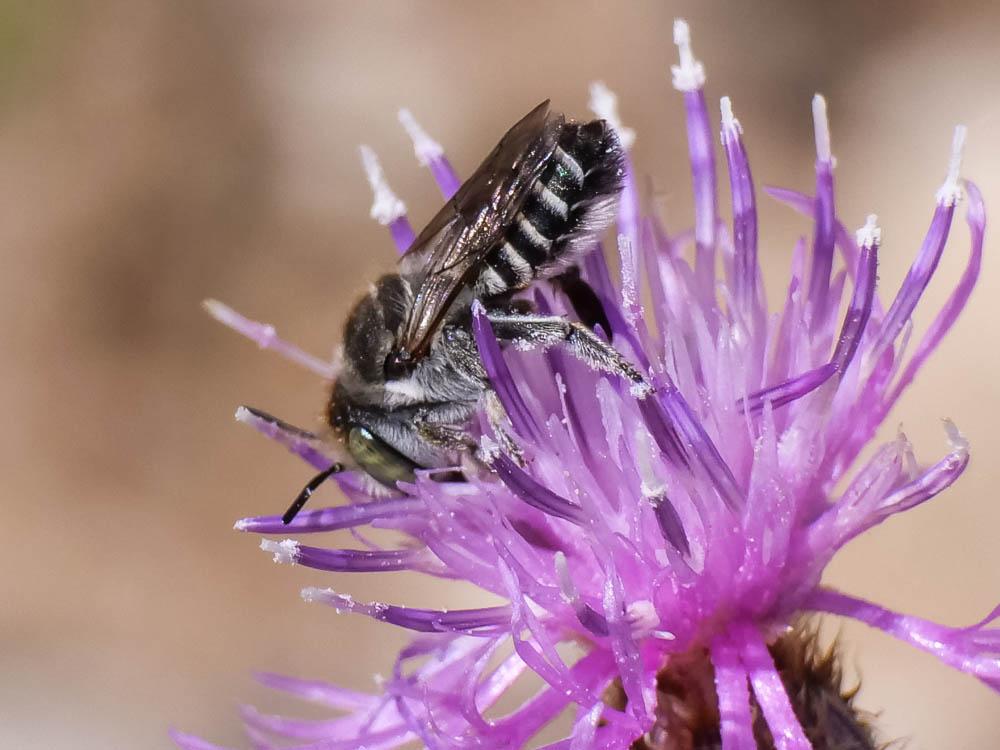  Megachile apicalis Spinola, 1808