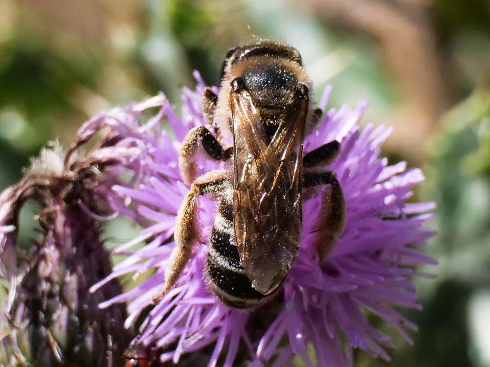  Halictidae Thomson, 1869