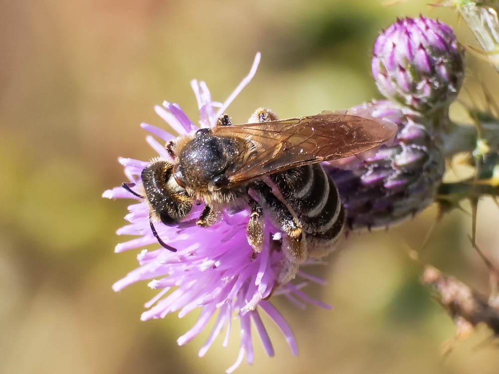  Halictidae Thomson, 1869