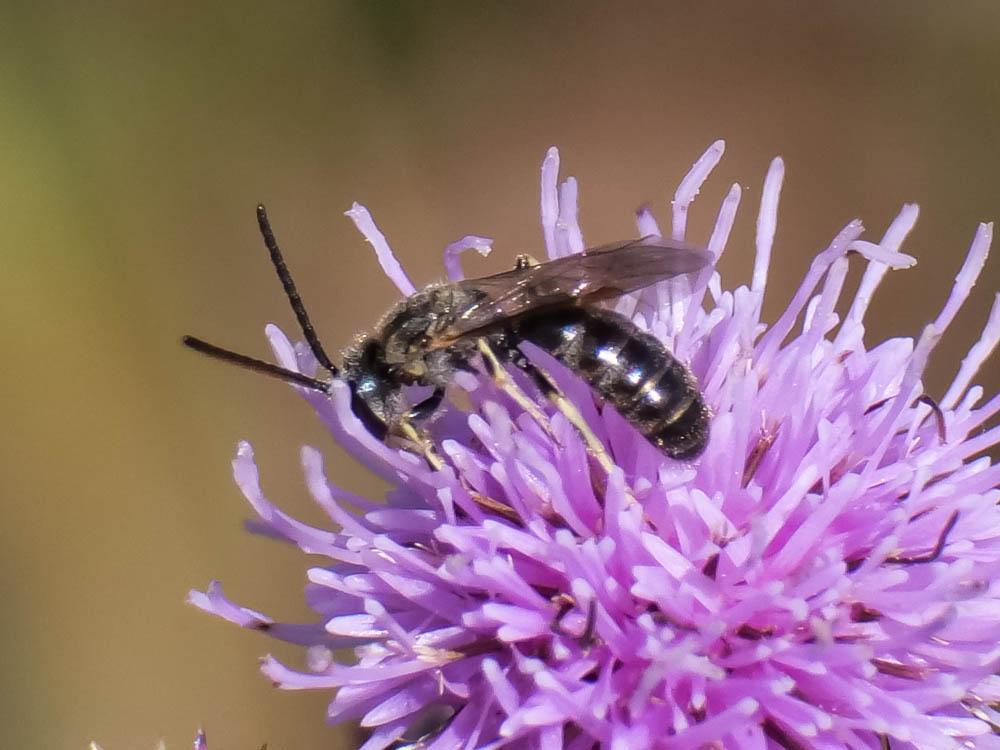  Lasioglossum Curtis, 1833