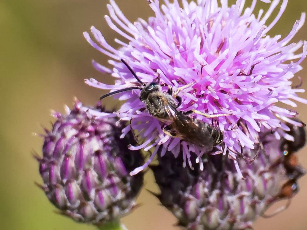 Halictus compressus (Walckenaer, 1802)