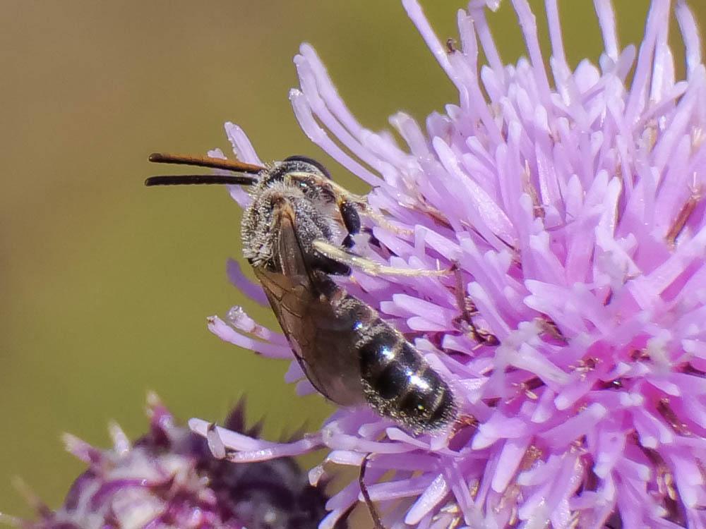 Lasioglossum Curtis, 1833