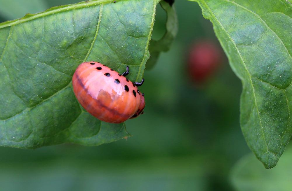 Doryphore (Le) Leptinotarsa decemlineata (Say, 1824)