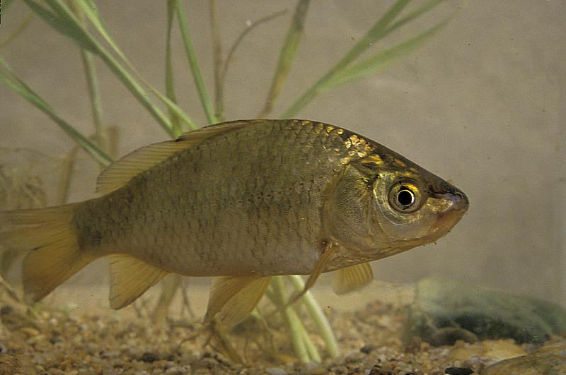 Carassin commun Carassius carassius (Linnaeus, 1758)