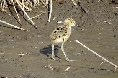 Echasse blanche Himantopus himantopus (Linnaeus, 1758)
