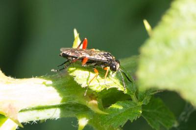 Macrophya diversipes (Schrank, 1782)