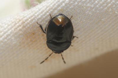 Punaise noire à bordure blanche Legnotus limbosus (Geoffroy, 1785)