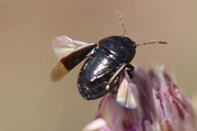 Punaise noire à bordure blanche Legnotus limbosus (Geoffroy, 1785)