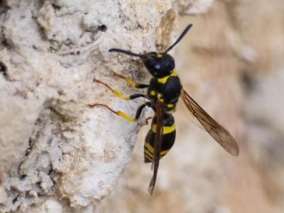  Ancistrocerus parietum (Linnaeus, 1758)