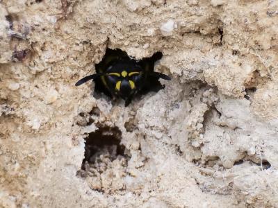 Ancistrocerus parietum (Linnaeus, 1758)