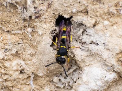  Ancistrocerus parietum (Linnaeus, 1758)