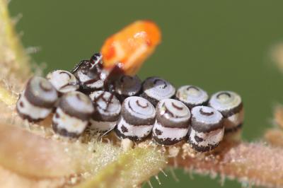  Eurydema Laporte, 1833