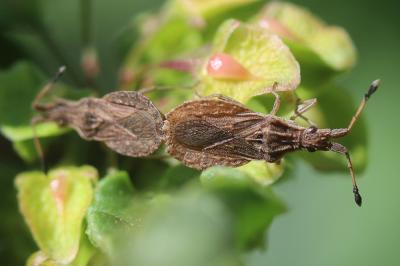  Spathocera lobata (Herrich-Schäffer, 1840)
