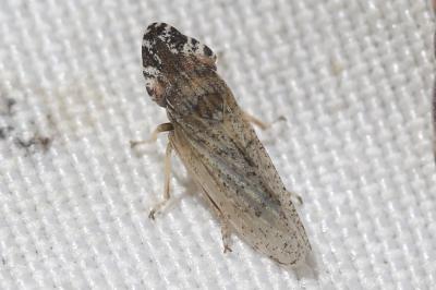  Eupelix cuspidata (Fabricius, 1775)