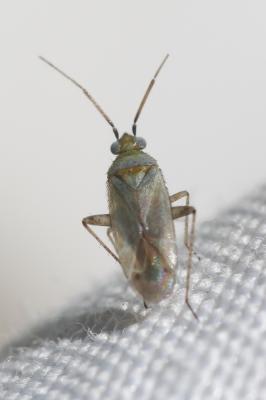  Placochilus seladonicus (Fallén, 1807)