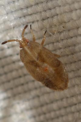  Acalypta 