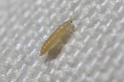  Thysanoptera Haliday, 1836