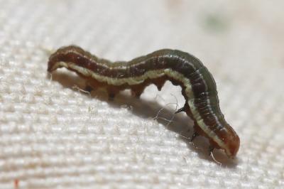 Noctuelle du Millepertuis (La) Chloantha hyperici (Denis & Schiffermüller, 1775)