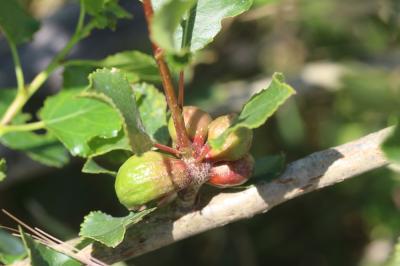  Pemphigus immunis Buckton, 1896