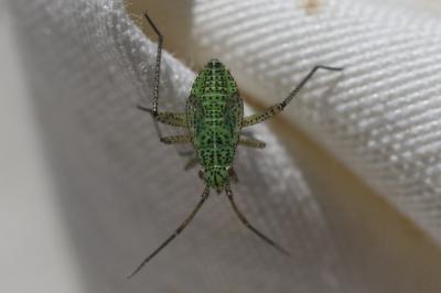  Oncotylus viridiflavus (Goeze, 1778)