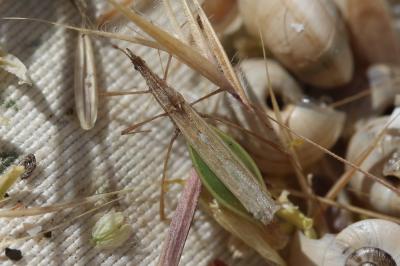  Apoplymus pectoralis Fieber, 1859