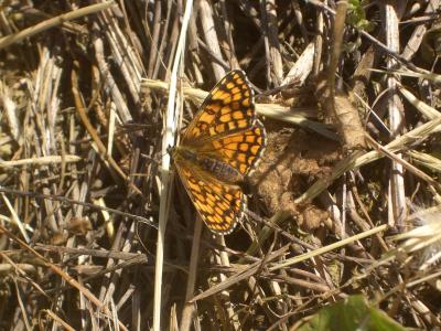 Mélitée du Mélampyre (La), Damier Athalie (Le) Melitaea athalia (Rottemburg, 1775)