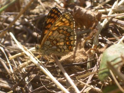 Mélitée du Mélampyre (La), Damier Athalie (Le) Melitaea athalia (Rottemburg, 1775)